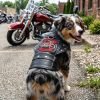 Biker Dawg Motorcycle Dog Jacket