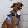 American River Choke Free Dog Harness Ombre Collection