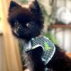 Surfboard Blue and Green Cool Mesh Dog Harness with Matching Leash